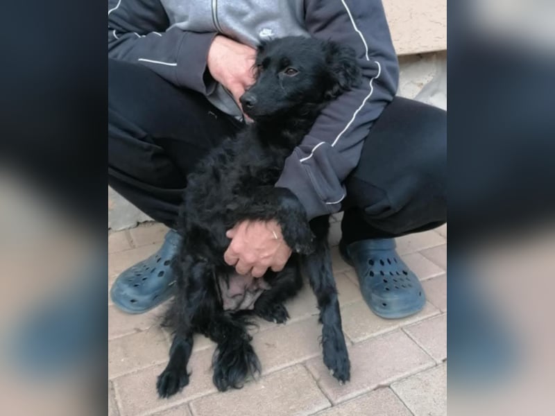 Sabrina, süßer Mudi Welpe sucht aktive Familie