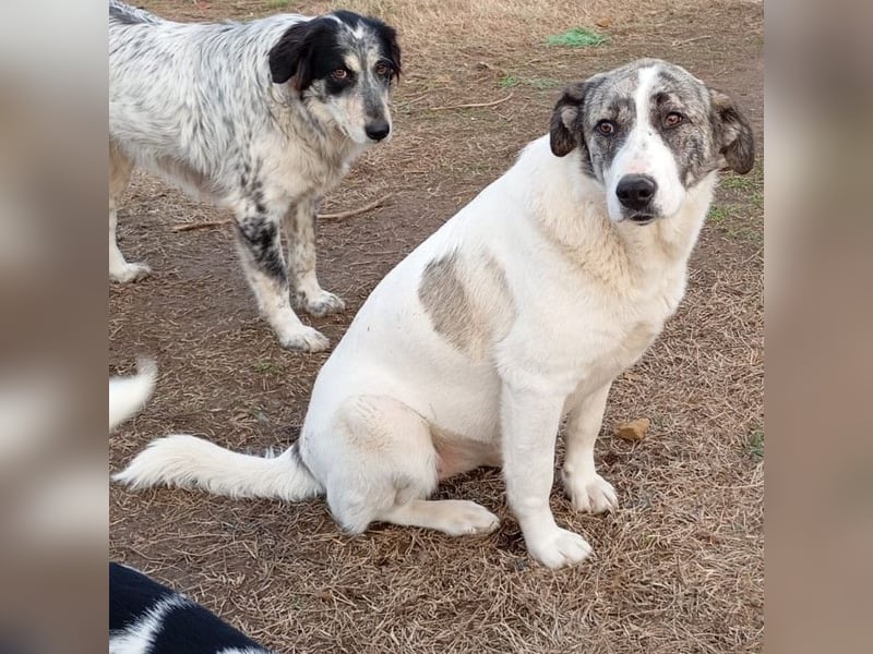 Bounty-griech. Schäferhund-Mischling- sucht ein Zuhause/Pflegestelle
