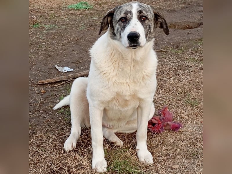 Bounty-griech. Schäferhund-Mischling- sucht ein Zuhause/Pflegestelle