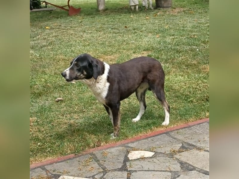 Tasha- Mischling- sucht ein Zuhause