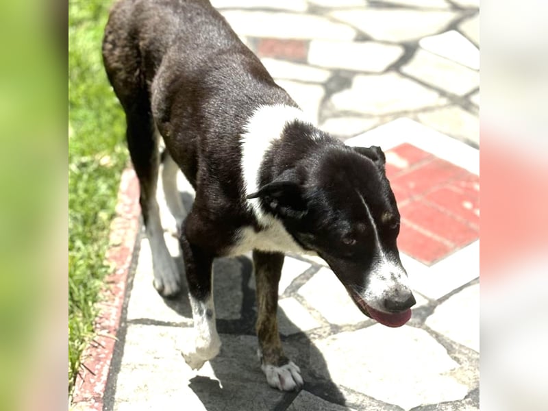 Tasha- Mischling- sucht ein Zuhause