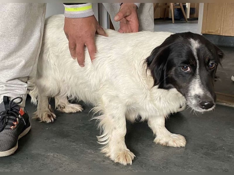 Anna, tolle Hundemama sucht Traumzuhause
