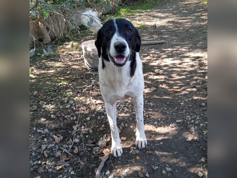 ZAZA