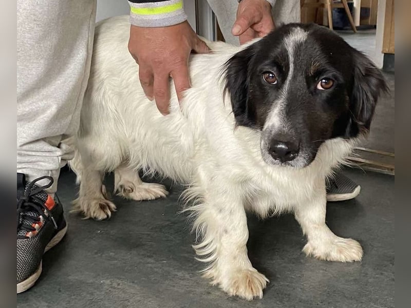 Anna, tolle Hundemama sucht Traumzuhause