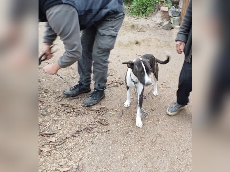 Dolly, tolle Hundemama sucht liebevolle Menschen