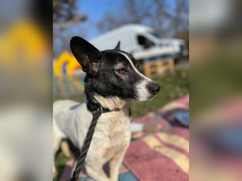Irene, freundliche, aufgeschlossene Terrier-Mix  Junghündin sucht …..