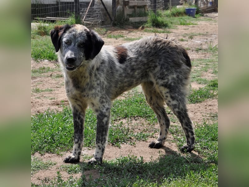 Lilly - Hirtenhund-/Jagdhund-Mischling