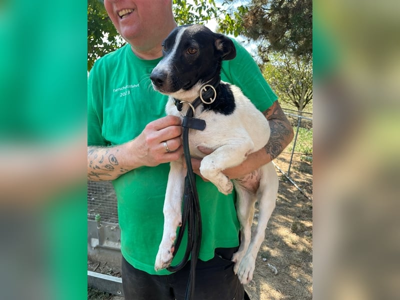 Irene, freundliche, aufgeschlossene Terrier-Mix  Junghündin sucht …..