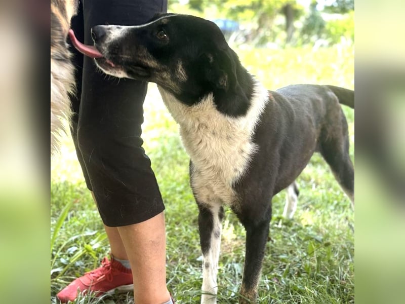 Tasha- Mischling- sucht ein Zuhause