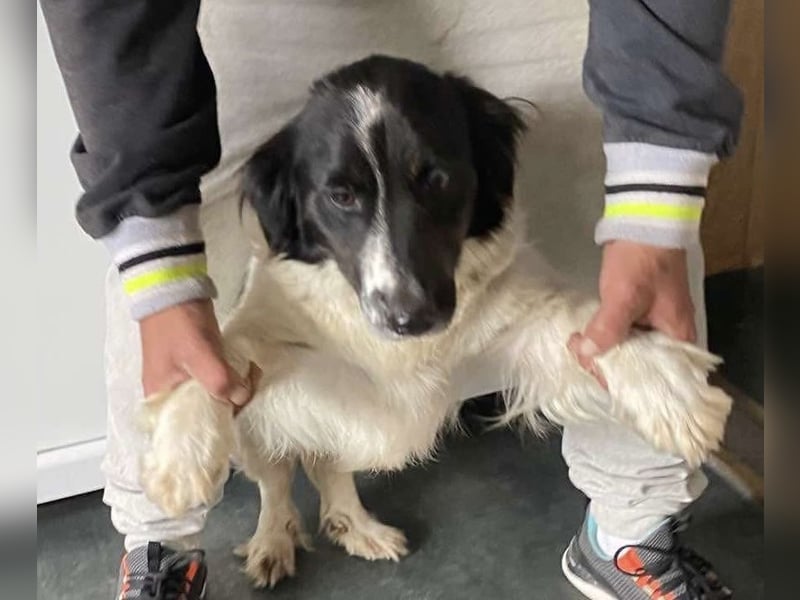 Anna, tolle Hundemama sucht Traumzuhause