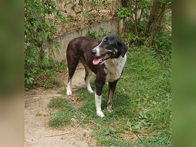 Tasha- Mischling- sucht ein Zuhause