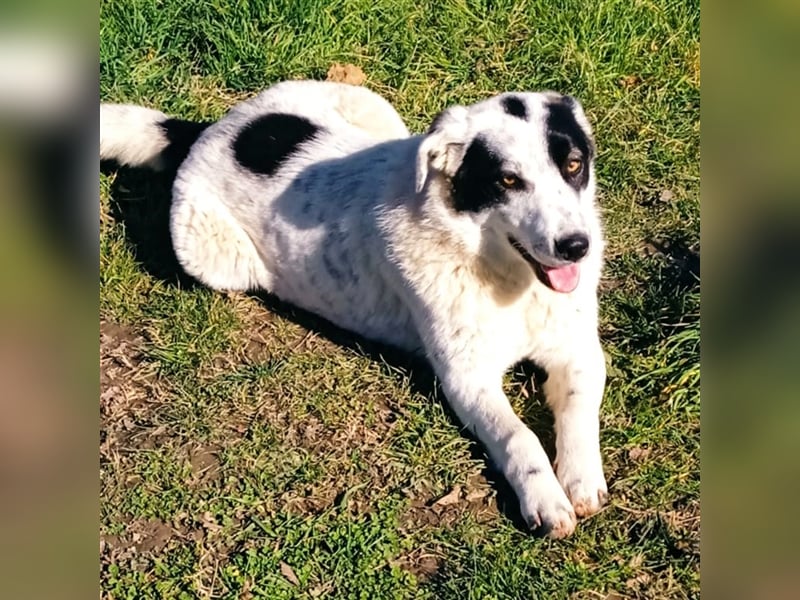 Ellie - griechischer Hirtenhund Mischling