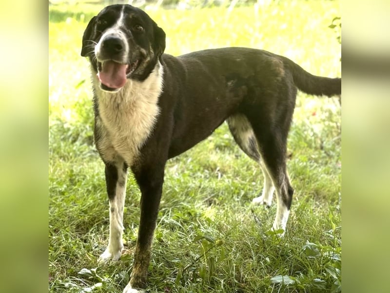 Tasha- Mischling- sucht ein Zuhause