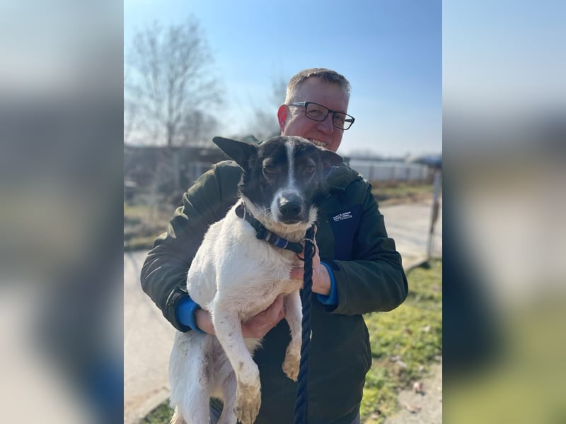 Irene, freundliche, aufgeschlossene Terrier-Mix  Junghündin sucht …..