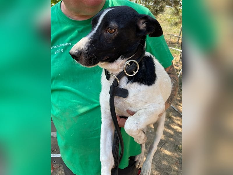 Irene, freundliche, aufgeschlossene Terrier-Mix  Junghündin sucht …..