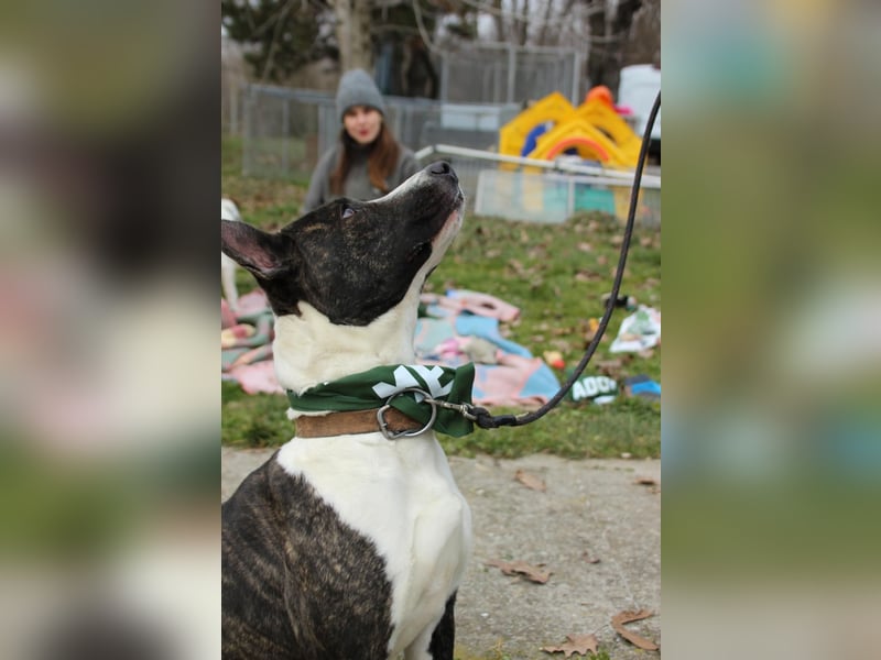 Dolly, tolle Hundemama sucht liebevolle Menschen