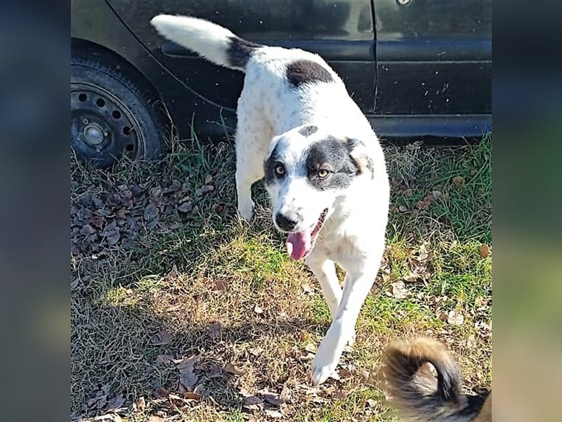 Ellie - griechischer Hirtenhund Mischling