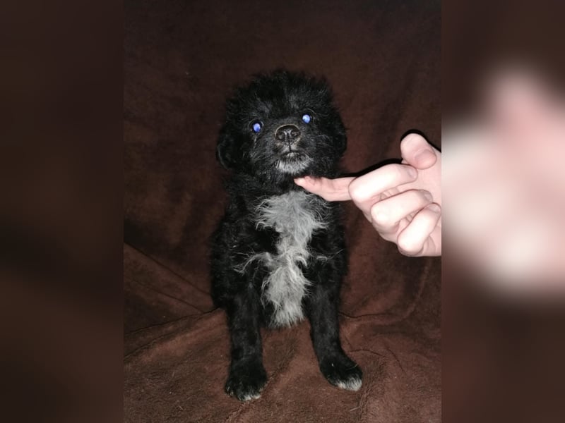 Sabrina, süßer Mudi Welpe sucht aktive Familie