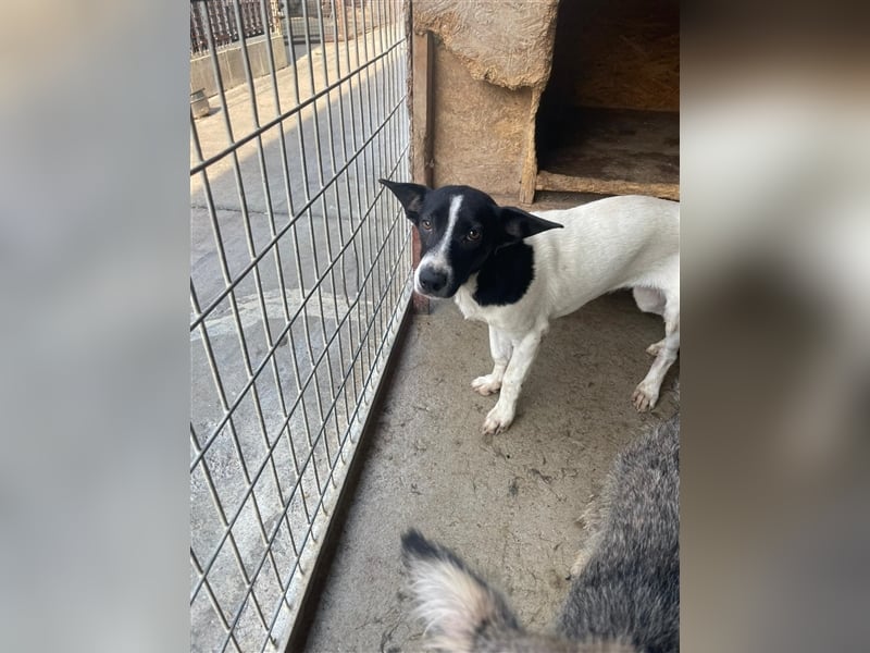 Irene, freundliche, aufgeschlossene Terrier-Mix  Junghündin sucht …..