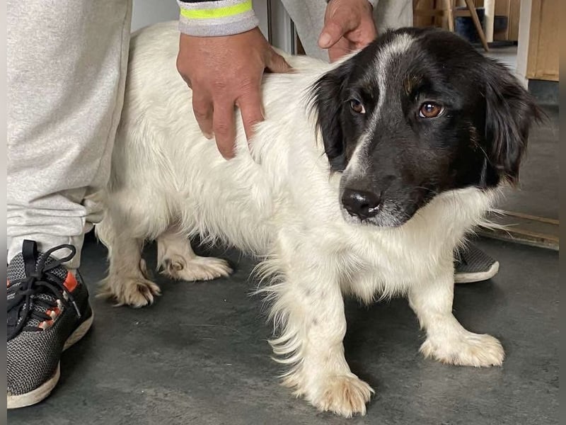 Anna, tolle Hundemama sucht Traumzuhause
