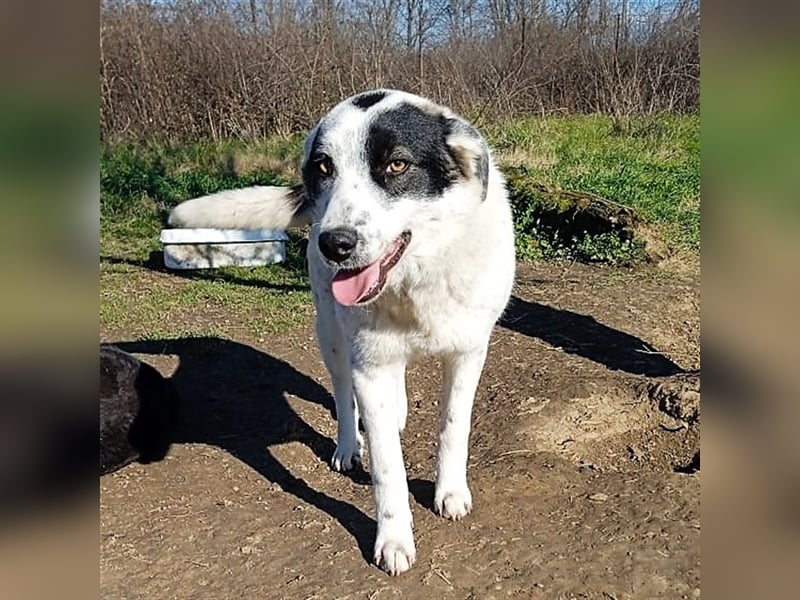 Ellie - griechischer Hirtenhund Mischling