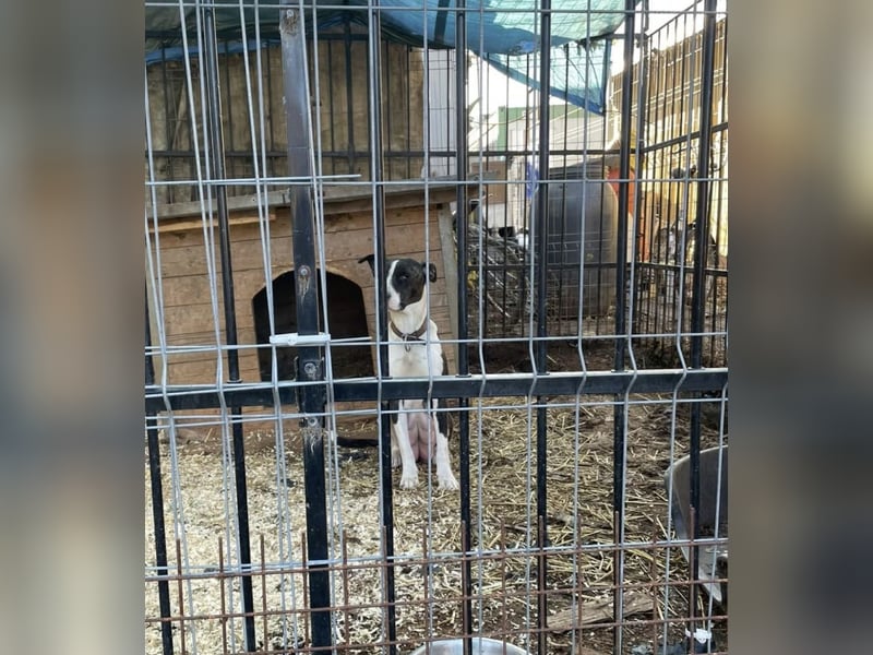 Dolly, tolle Hundemama sucht liebevolle Menschen