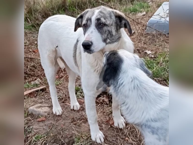 Bounty-griech. Schäferhund-Mischling- sucht ein Zuhause/Pflegestelle