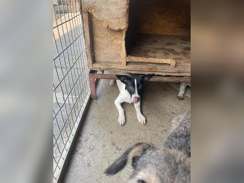 Irene, freundliche, aufgeschlossene Terrier-Mix  Junghündin sucht …..