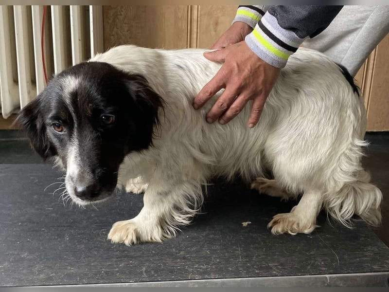 Anna, tolle Hundemama sucht Traumzuhause