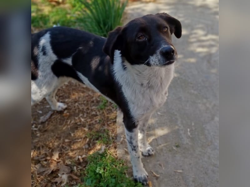 Nami - Mischlingshund