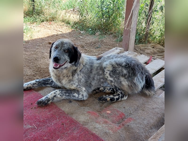 Lilly - Hirtenhund-/Jagdhund-Mischling