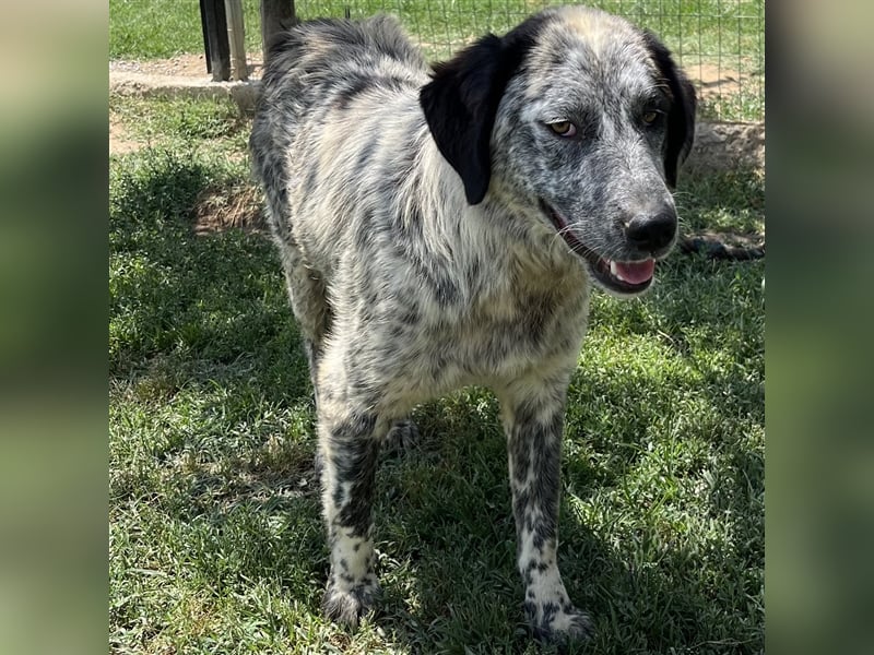 Lilly - Hirtenhund-/Jagdhund-Mischling