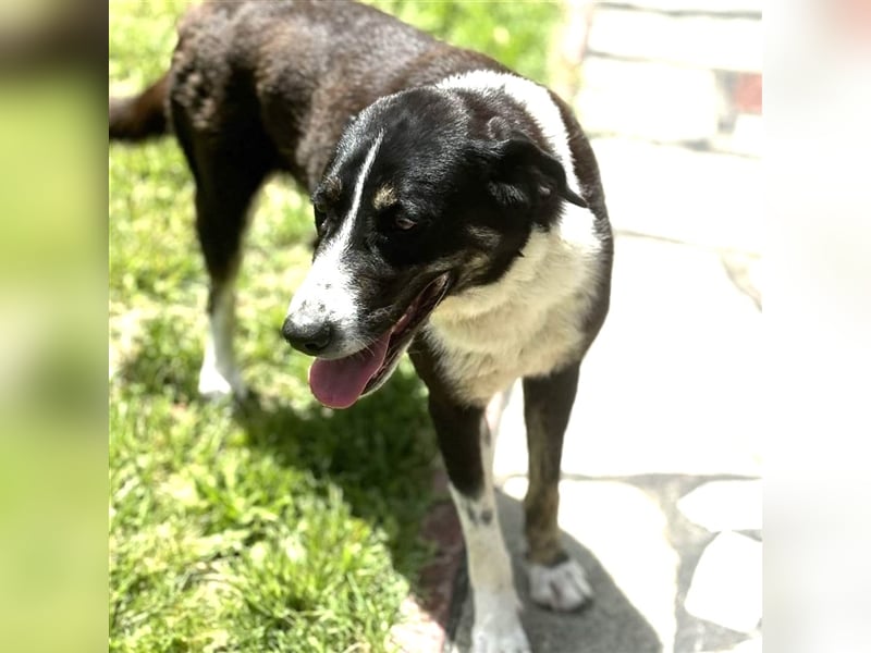 Tasha- Mischling- sucht ein Zuhause