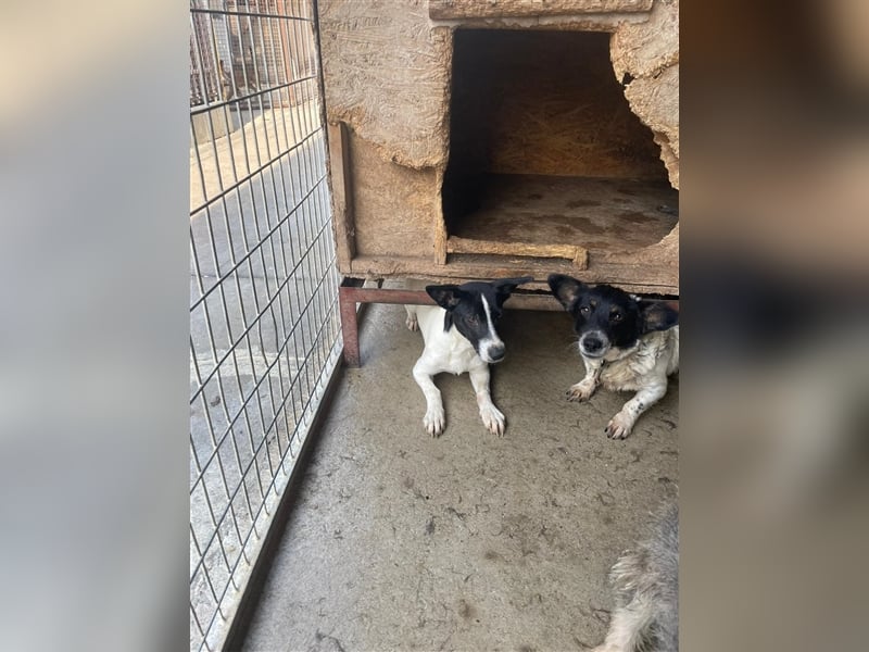 Irene, freundliche, aufgeschlossene Terrier-Mix  Junghündin sucht …..