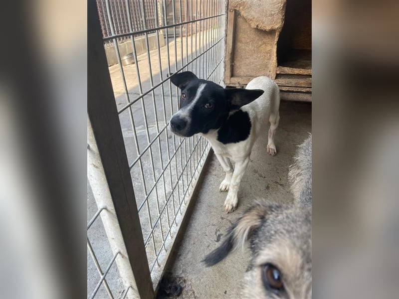 Irene, freundliche, aufgeschlossene Terrier-Mix  Junghündin sucht …..