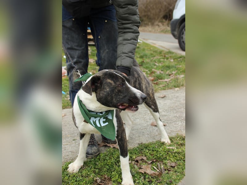 Dolly, tolle Hundemama sucht liebevolle Menschen