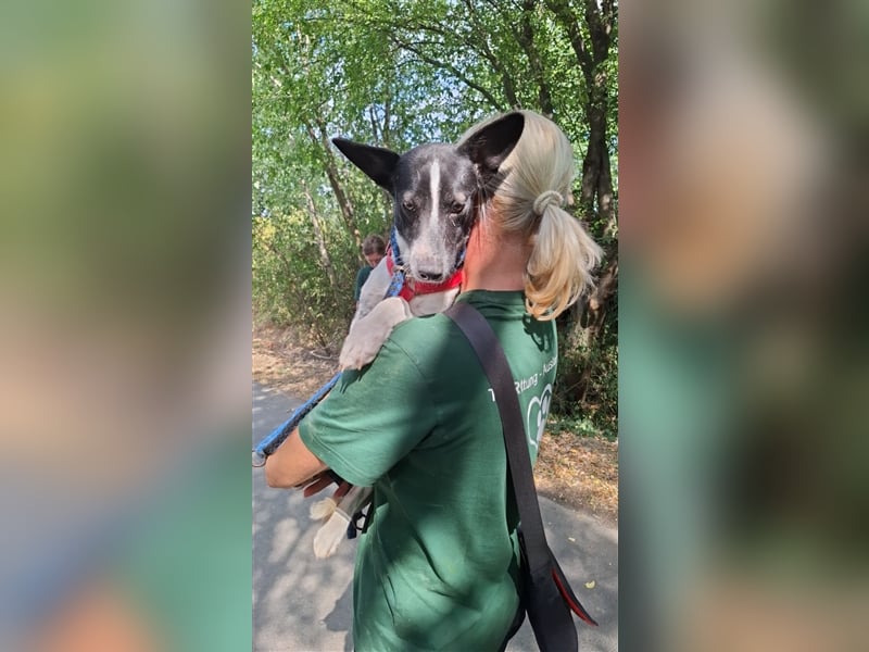 Irene, freundliche, aufgeschlossene Terrier-Mix  Junghündin sucht …..