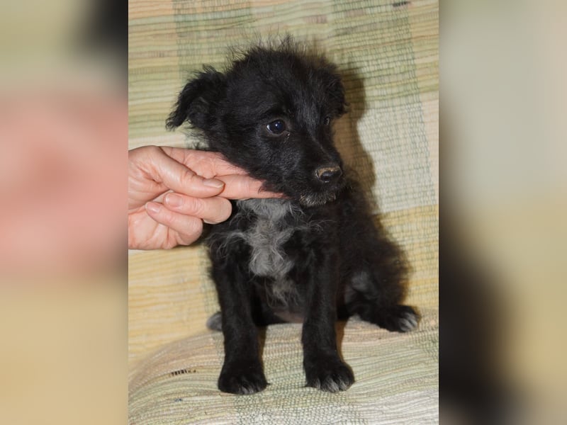 Sabrina, süßer Mudi Welpe sucht aktive Familie
