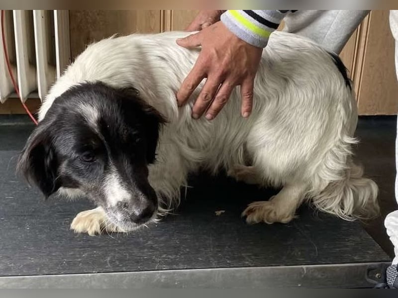 Anna, tolle Hundemama sucht Traumzuhause