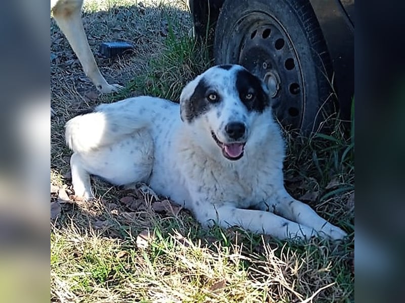 Ellie - griechischer Hirtenhund Mischling