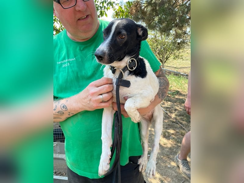 Irene, freundliche, aufgeschlossene Terrier-Mix  Junghündin sucht …..