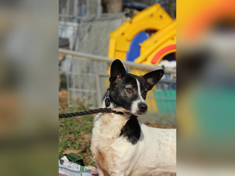 Irene, freundliche, aufgeschlossene Terrier-Mix  Junghündin sucht …..
