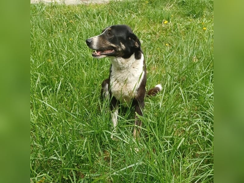 Tasha- Mischling- sucht ein Zuhause