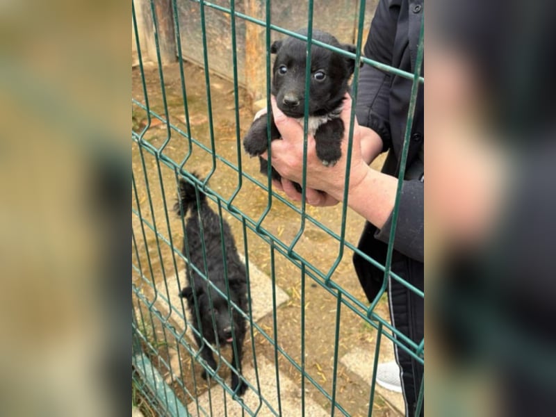Sabrina, süßer Mudi Welpe sucht aktive Familie