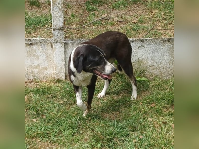 Tasha- Mischling- sucht ein Zuhause