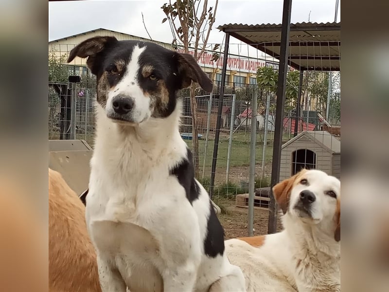 Askan- Mischlingshund 
