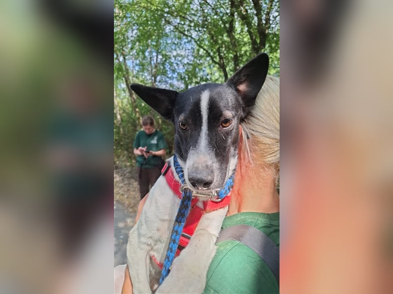 Irene, freundliche, aufgeschlossene Terrier-Mix  Junghündin sucht …..