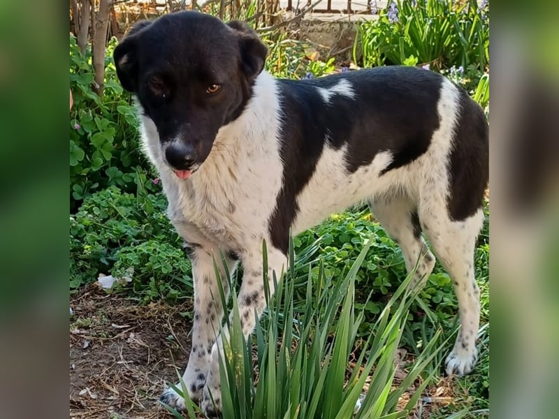 Nami - Mischlingshund
