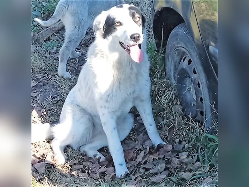 Ellie - griechischer Hirtenhund Mischling