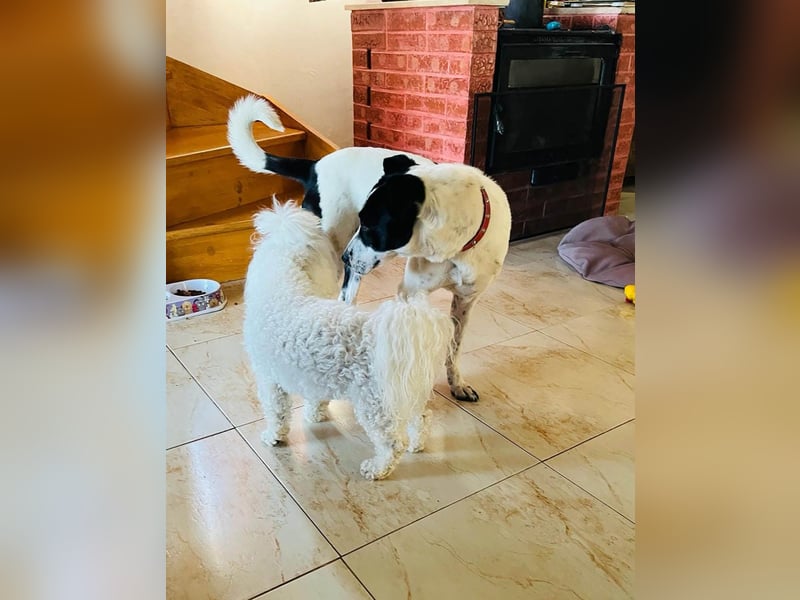 Hübsche Iris sucht liebe Familie
